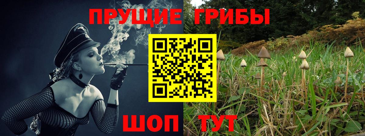 Шали  Псилоцибиновые грибы Psilocybe  Вход с VPN 
